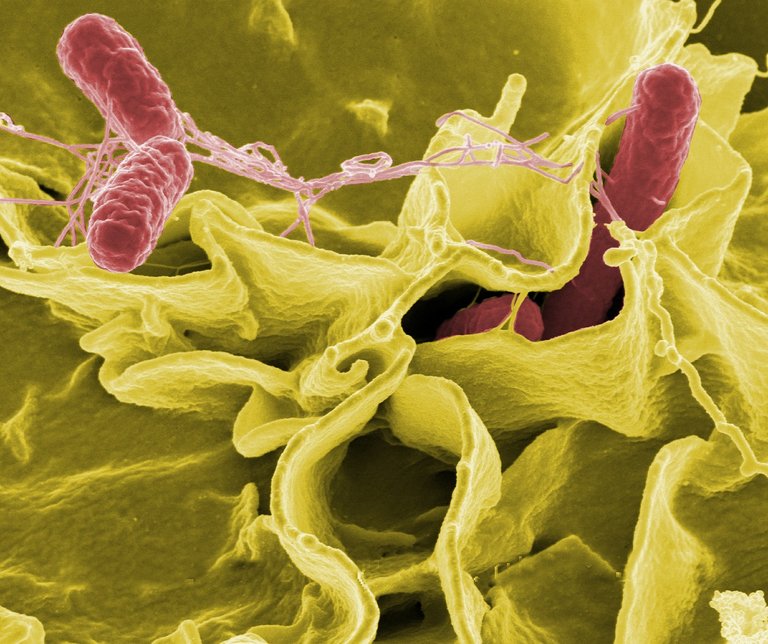 salmonella-549608_1920.jpg