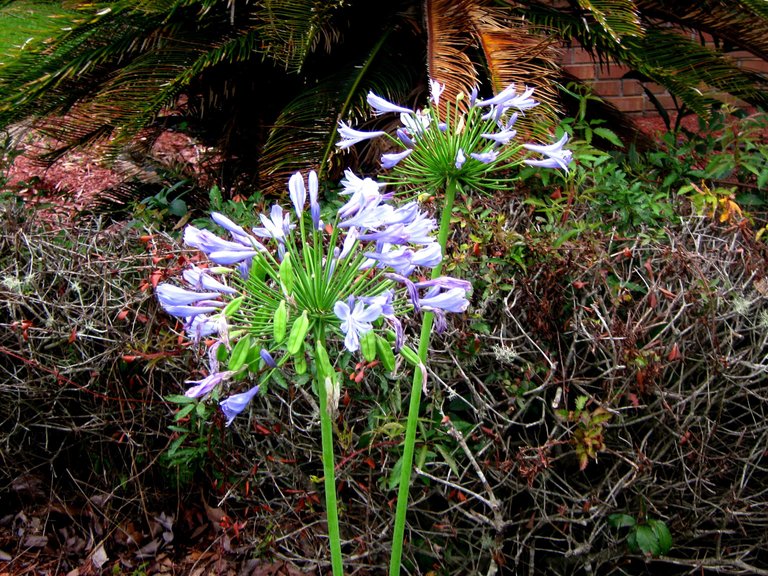 Purple flowers 006.JPG