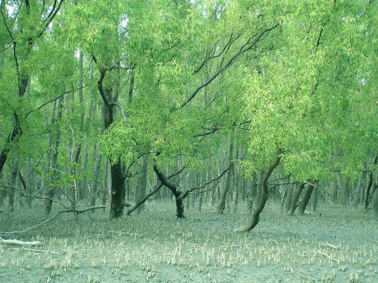 Sundarban.jpg