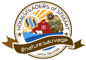 steemit-homesteading-naturesauvage.png