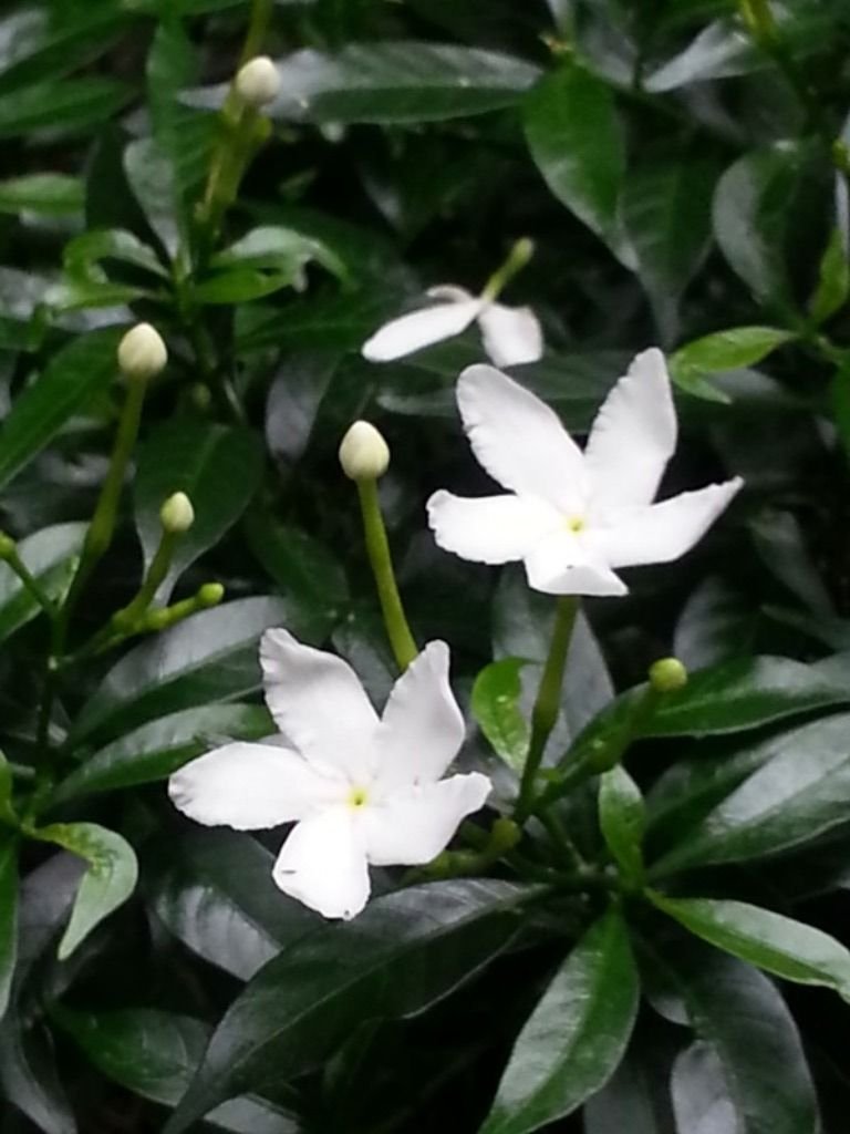 white flower6.jpg