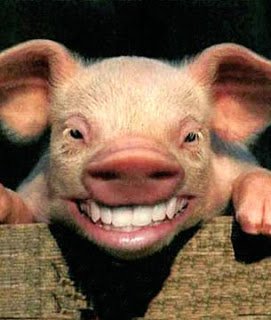 cerdito riendo.jpg