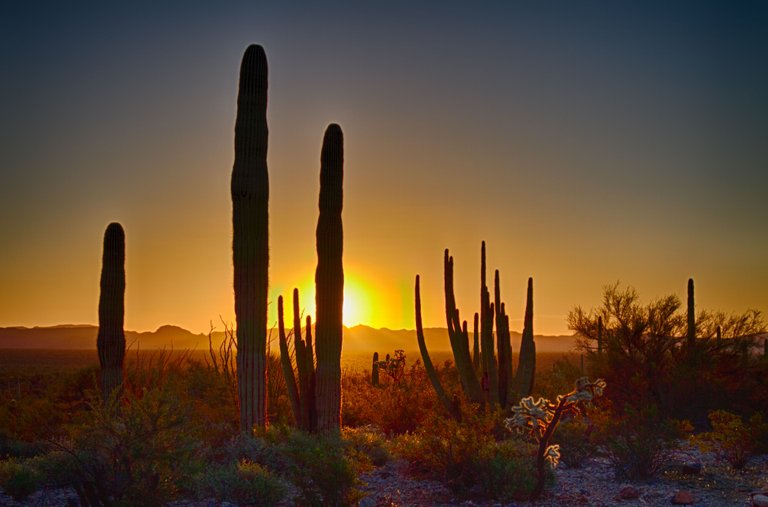 sunrisecactus.jpg