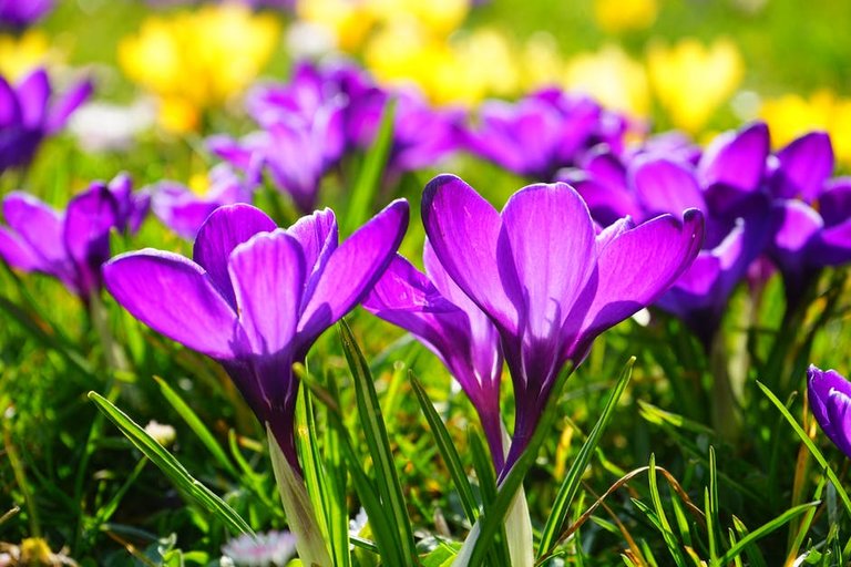 crocus-flower-spring-buhen-55828.jpeg