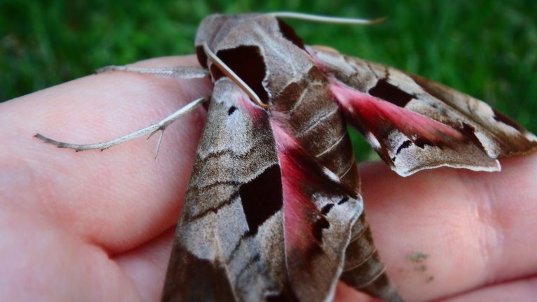 Wine-Colored Moth - 2.JPG