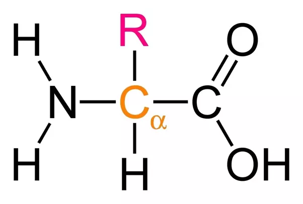 amino acid .png