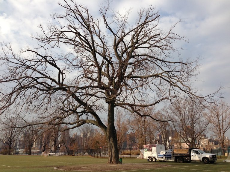 winter_pruning.jpg