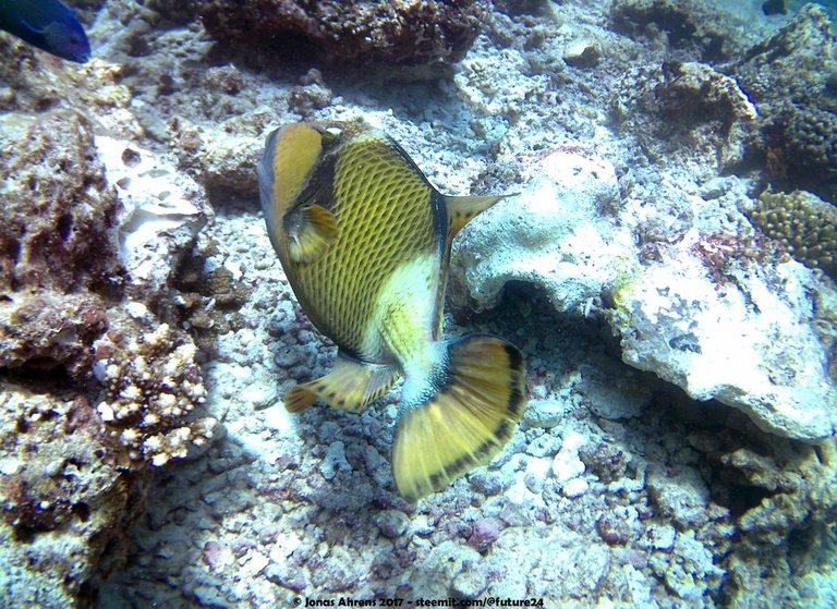 triggerfish-maldives-2017-jonas-ahrens_03.jpg