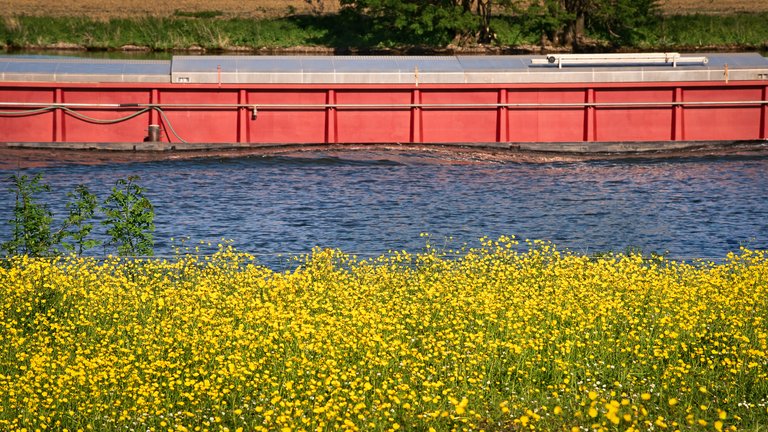 Buttercups, the river and a boat