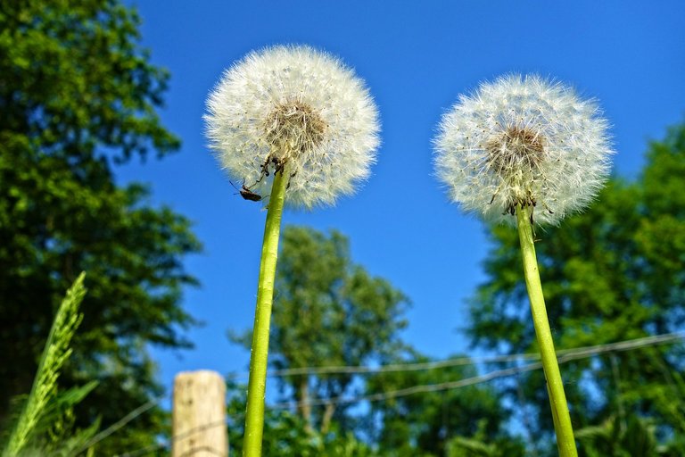 dandelion-3397426_1280.jpg