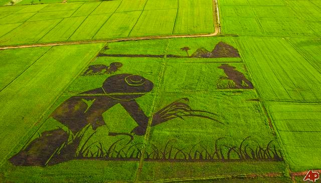 thailand-rice-art-2009-9-2-10-11-28.jpg