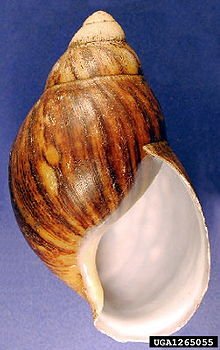 Archachatina_marginata.jpg