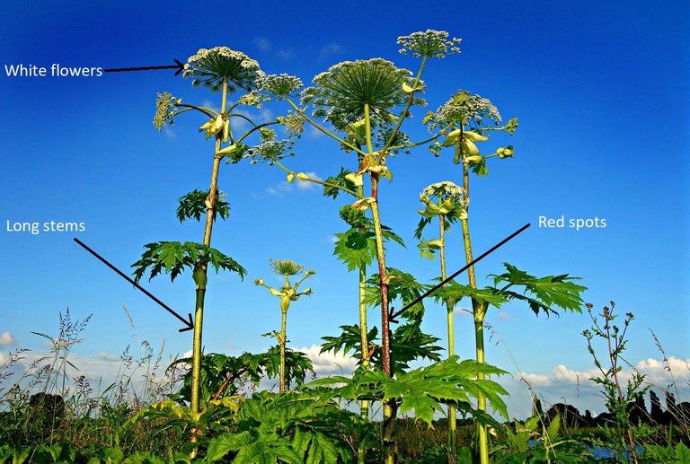 giant-hogweed-1492294_1280.jpg