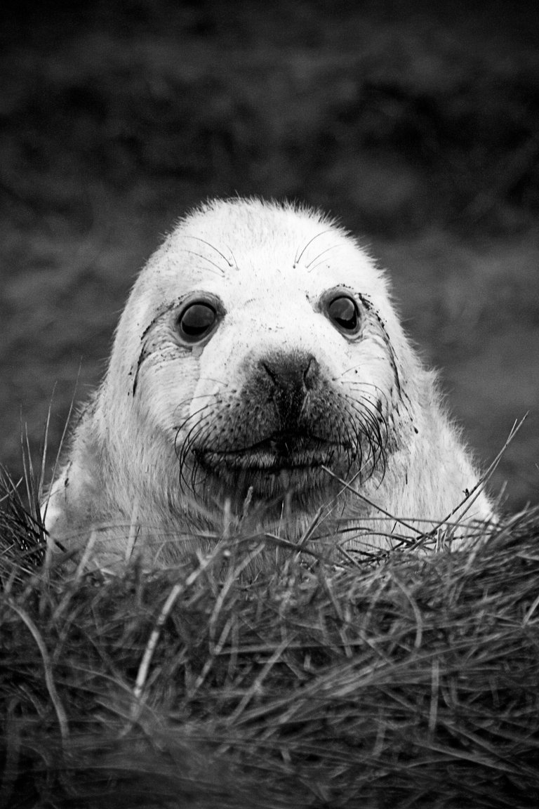 Grey Seal bw.jpg