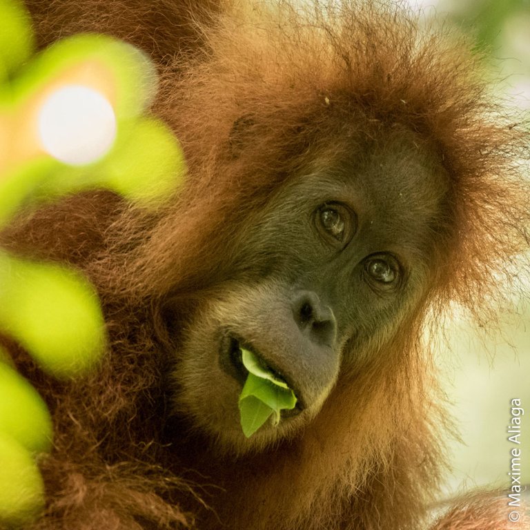 Pongo-Tapanuliensis-01-Maxime-Aliaga-1024x1024.jpg