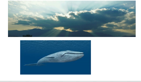 whale3.png