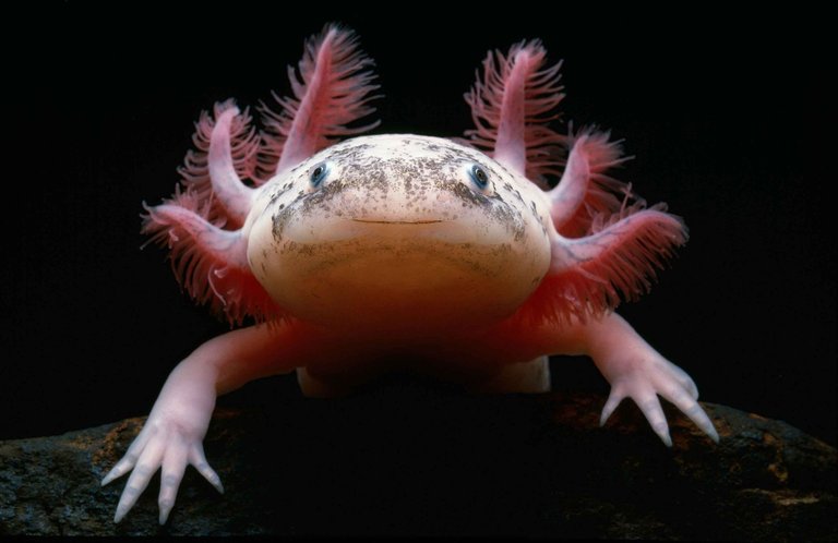 axolotl2.jpg