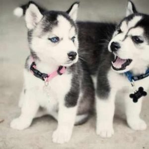 buy-mini-huskies-300x300.jpg