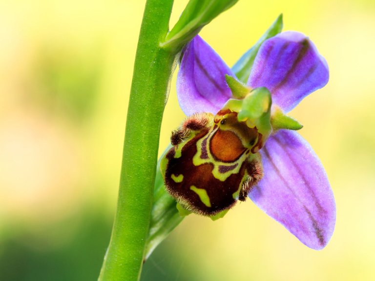 bee-orchid.jpg