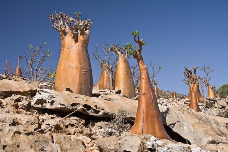 Socotra-Island-in-Yemen-1-740x493.jpg