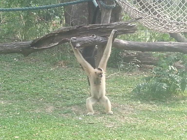 Khao Kheow Open Zoo2.jpg