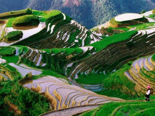 Terraced-Rice-Fields-China.jpg