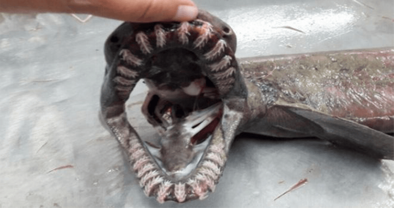 frilled-shark.png