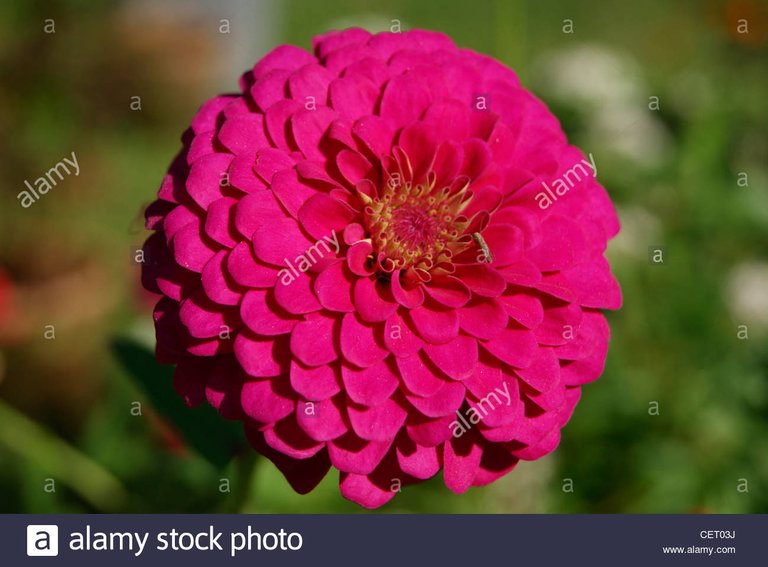 red-dahlia-flower-in-green-gardenkeralaindia-CET03J.jpg