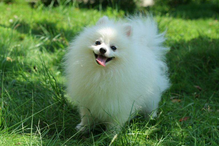 Pomeranian Dogs.jpg