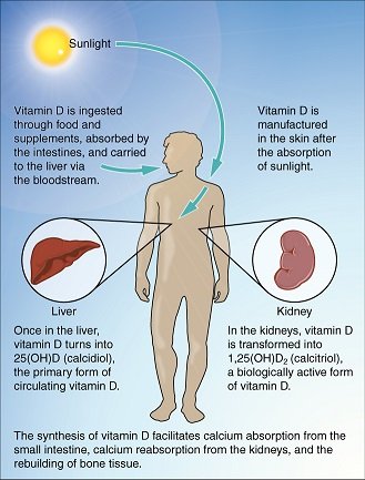 614_Synthesis_of_Vitamin_D.jpg