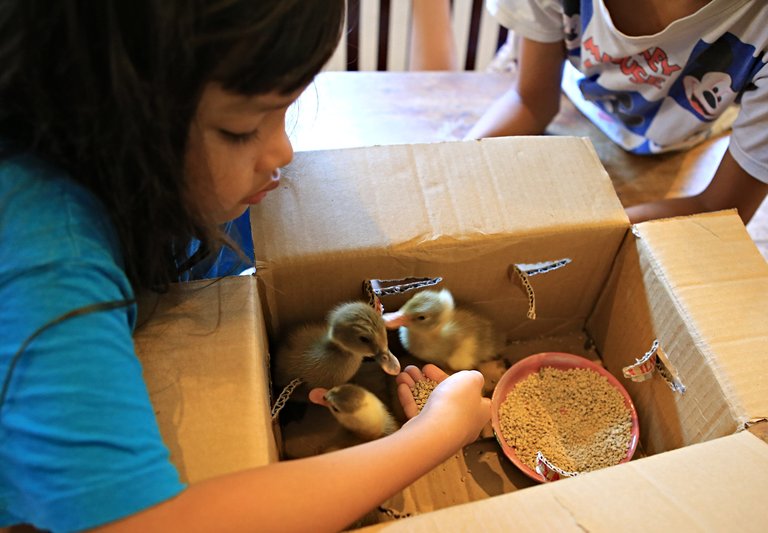 Ducks in a Box - 5D3_2039.1440.jpg