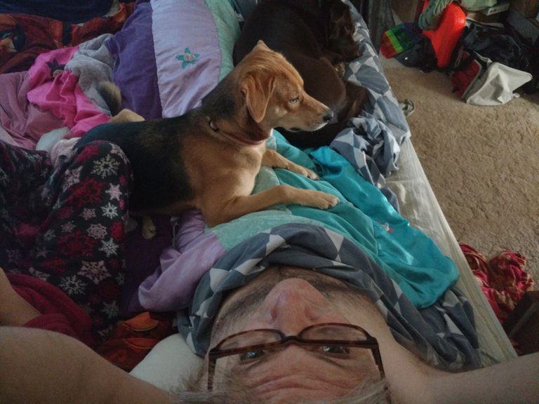 Dogs in bed.jpg