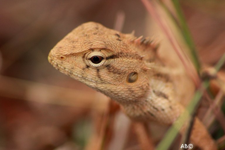 Garden lizard.JPG