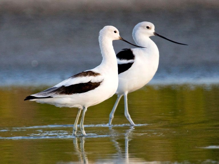 Avocet,_American_KevinCole.jpg