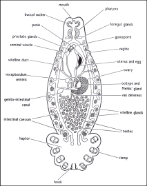 monogenean-149073A68B071F13748-thumb400.png