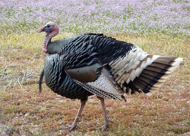 wild tom turkey