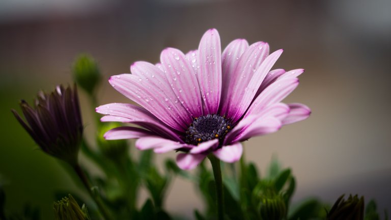 nature-flowers-plant-rain.jpeg