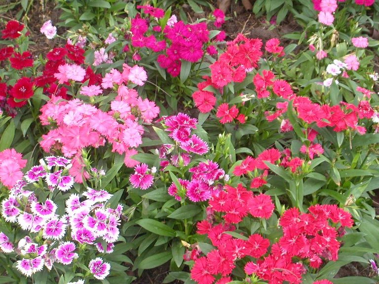 Flower_garden_unknown_plant_2.jpg