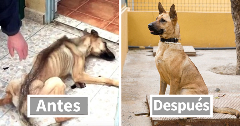 transformaperros-fb.png