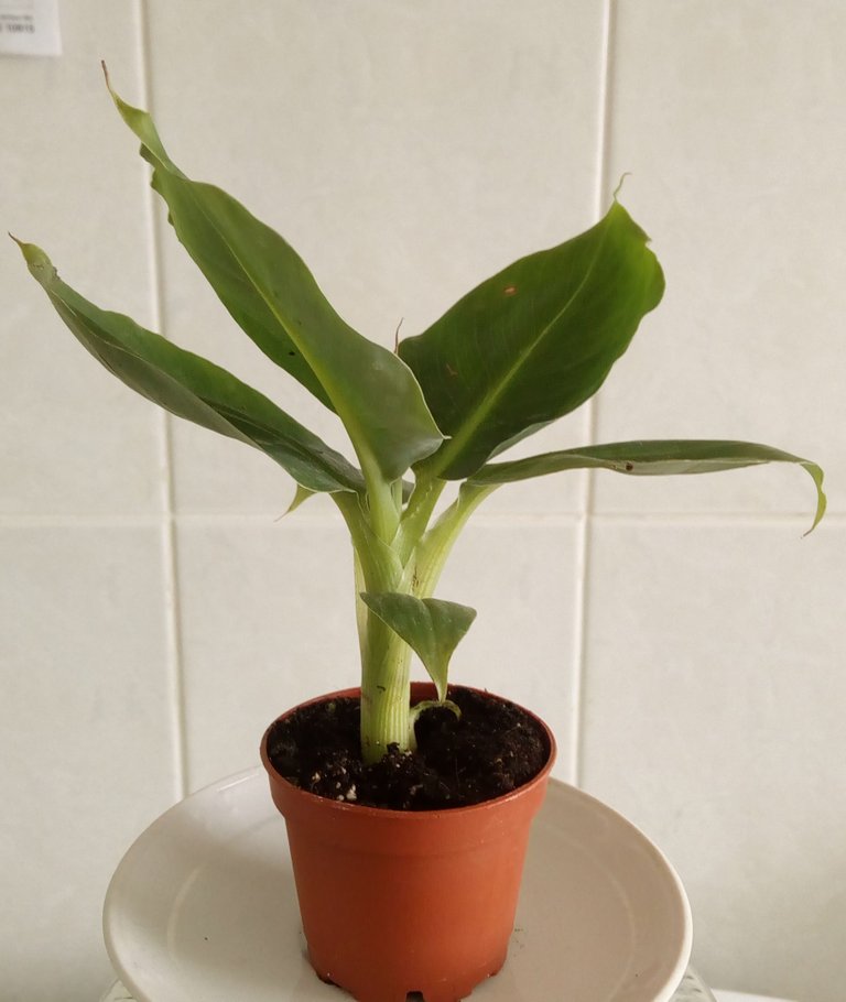 banana tree 1.jpg