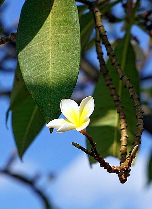 plumeria-3278709_960_720.jpg