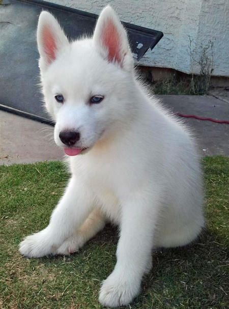 f0fb6d5d70d276242acbf29e212cf4b9--white-siberian-husky-siberian-husky-puppies.jpg