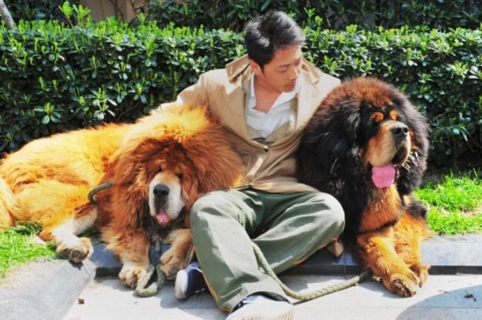 Il-cane-più-costoso-del-mondo.-Rare-cucciolo-Tibetan-Mastiff-cane-a-destra-2-milioni.jpg