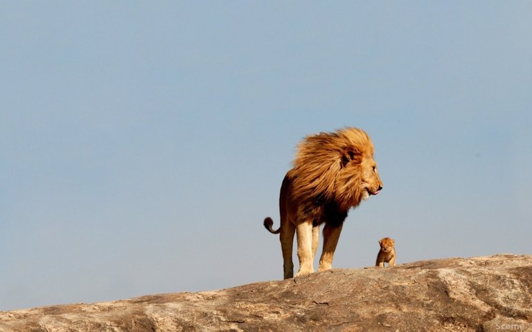 Lion_with_cub_1680x1050.jpg