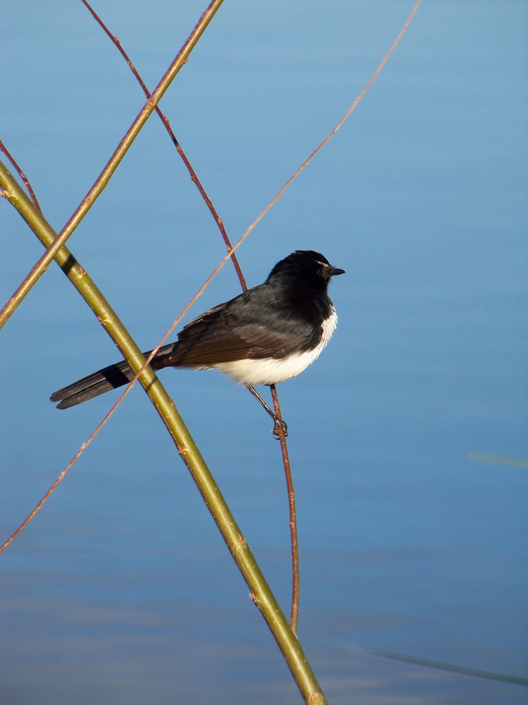 Willie Wagtail.JPG