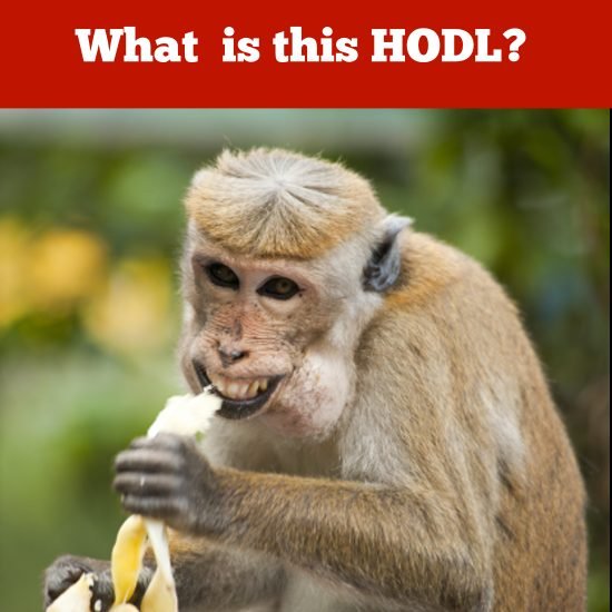 Hodl-6.jpg