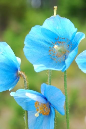 c30b73a8f8bae92019e6521d088841e7--poppy-flowers-blue-flowers.jpg