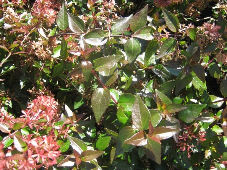 Abelia grandiflora2.JPG