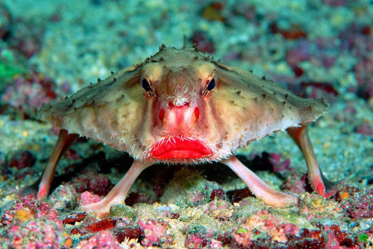 red-lipped-batfish.0.0.jpg