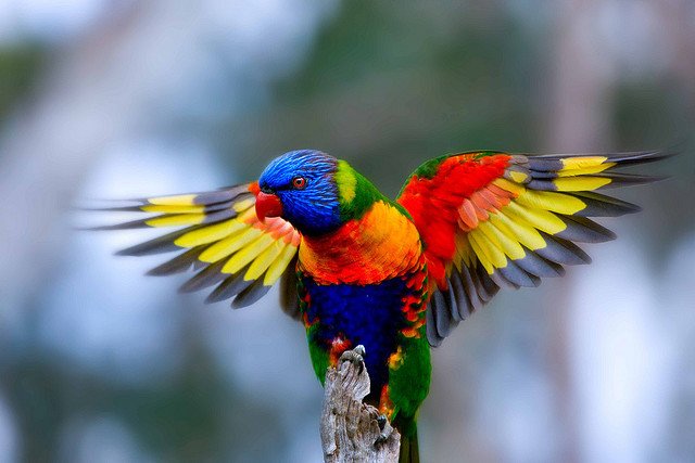 Rainbow Lorikeet.jpg